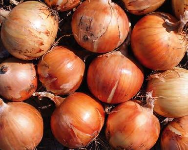 Лук Спениш Медальон F1 фото 1