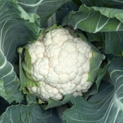 Капуста цветная Белкорт F1 фото 2