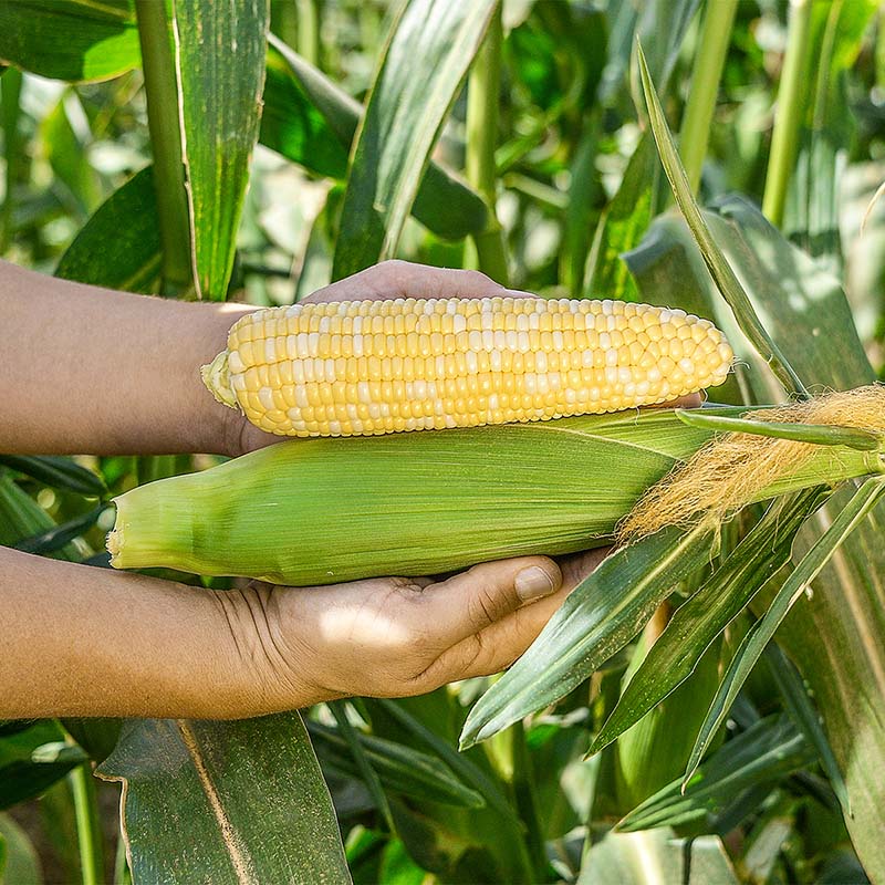 Кукуруза Кейт F1 фото 2