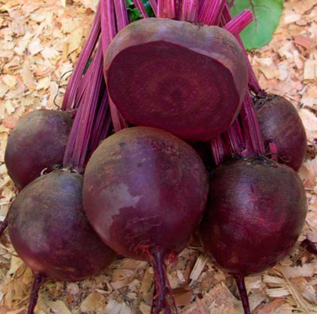 Свекла Кестрел F1 фото 2