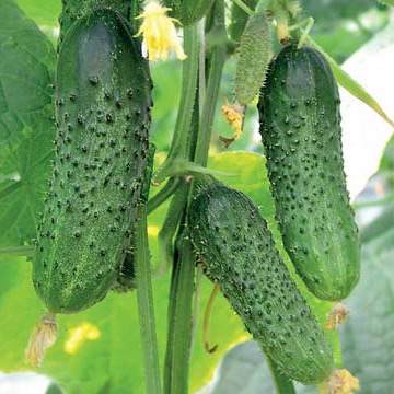 Огурец Меренга F1 фото 2