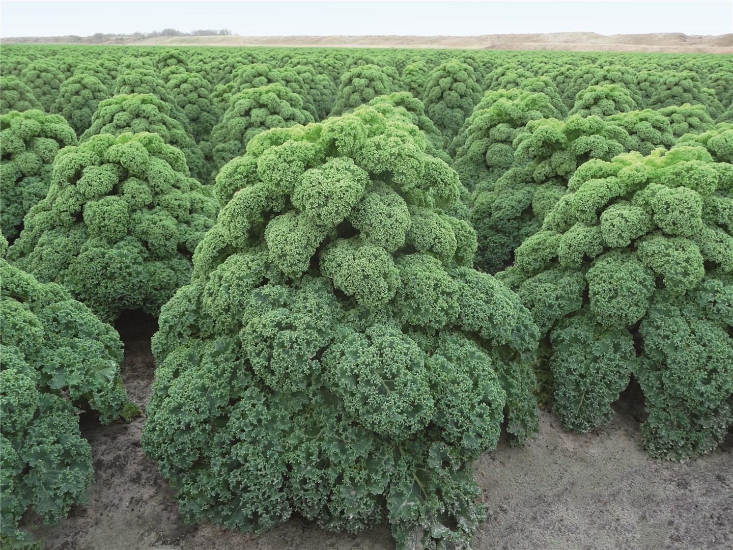 Капуста цветная Кейл Олденбор F1 фото 2