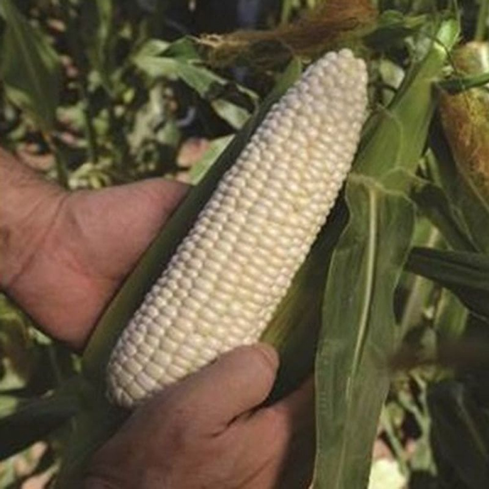 Кукуруза Николь F1 фото 2