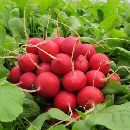 Редис Селеста F1 фото 2