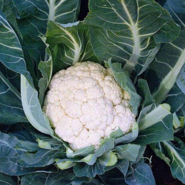 Капуста цветная Инклайн F1 фото 2