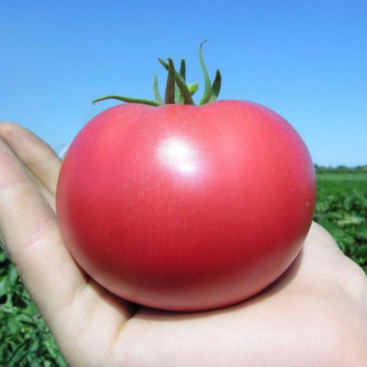 Семена томатов Розализа F1  фото 2