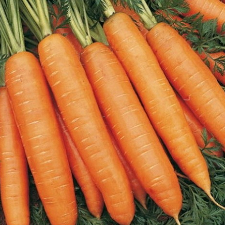 Морковь Карлена фото 2