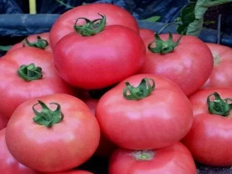 Семена томатов Хонока F1  фото 2