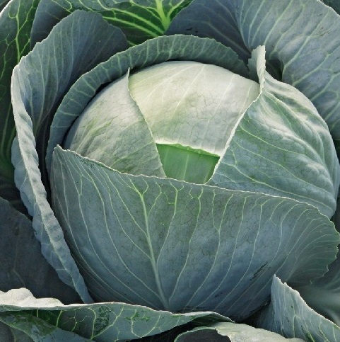 Капуста белокочанная Лексикон F1  фото