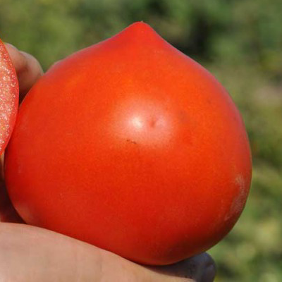 Семена томатов Супернова F1 фото 2