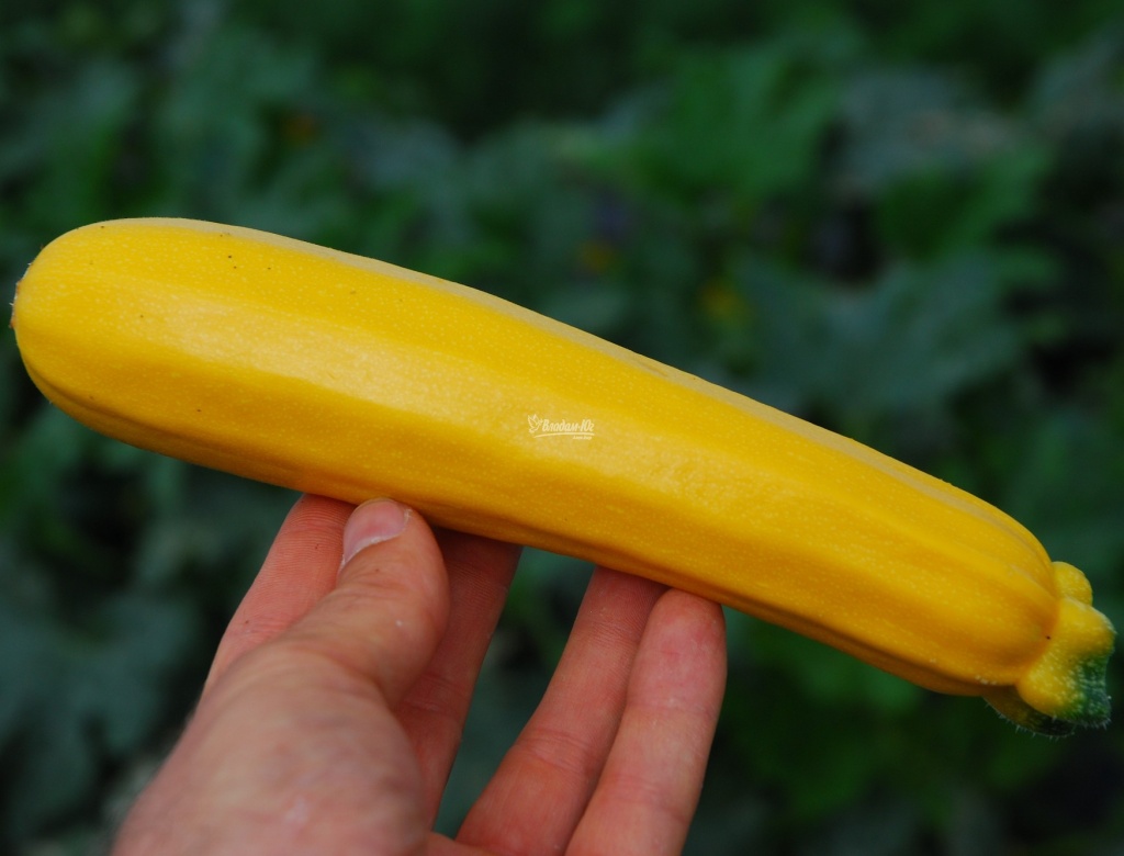 Кабачок Санлайт F1 фото 1 