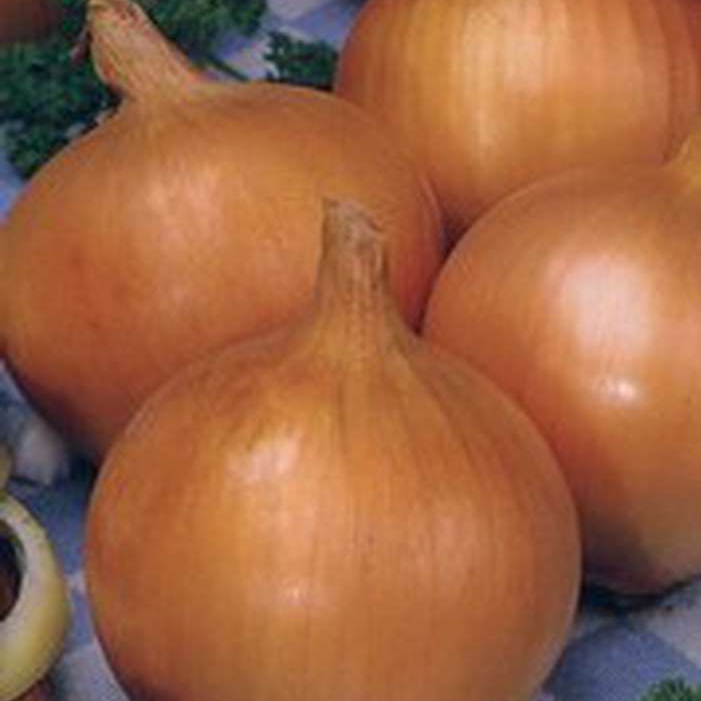 Лук Черняковский фото 1