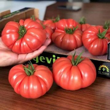 Семена томатов Пинк Кой F1 фото 2