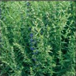 Чабер Сафира