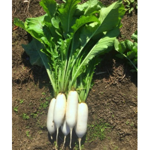 Семена дайкона фото 2