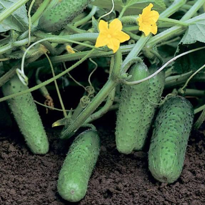 Огурец Компонист F1 фото 2