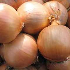 Лук Венто F1 фото 1