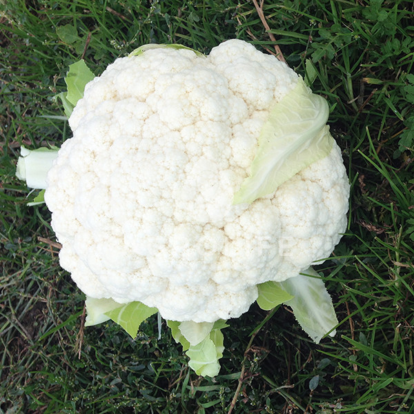 Капуста цветная Ардент F1 фото 2
