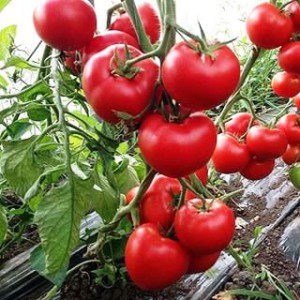 Семена томатов Леда F1 фото 2