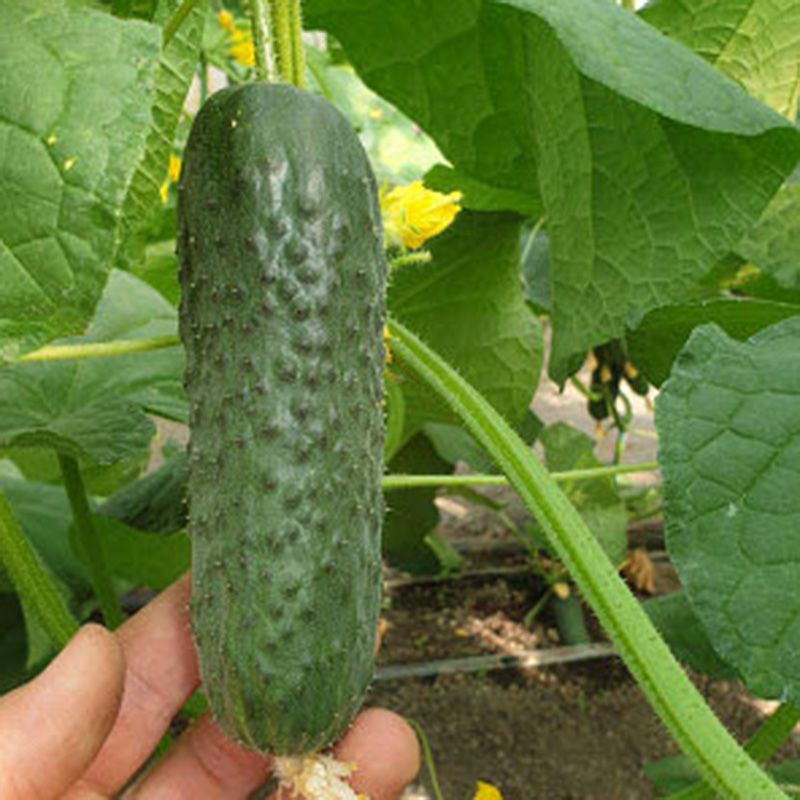 Огурец Анвар F1 фото 2