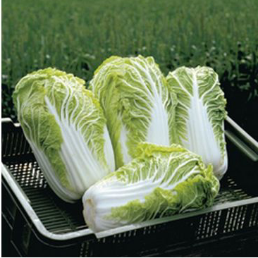 Капуста пекинская Билко F1 фото 2