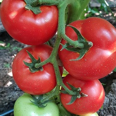 Семена томатов Белдине F1 фото 2