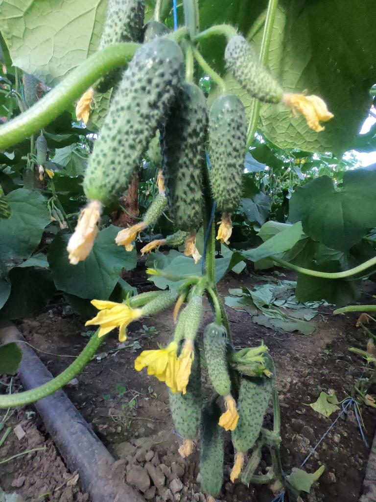 Огурец Муссон F1 фото 2