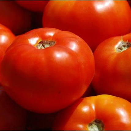 Семена томатов Болена F1 фото 2