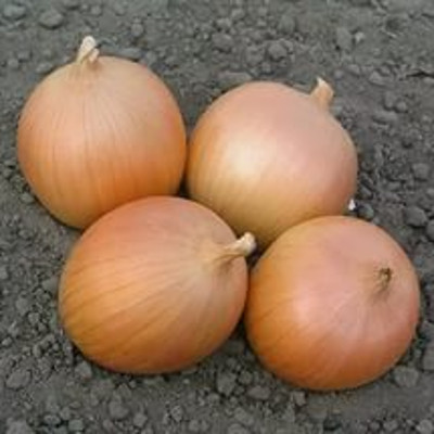 Лук Сабросо F1 фото 1