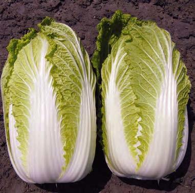 Капуста пекинская Кисеки F1 фото 2