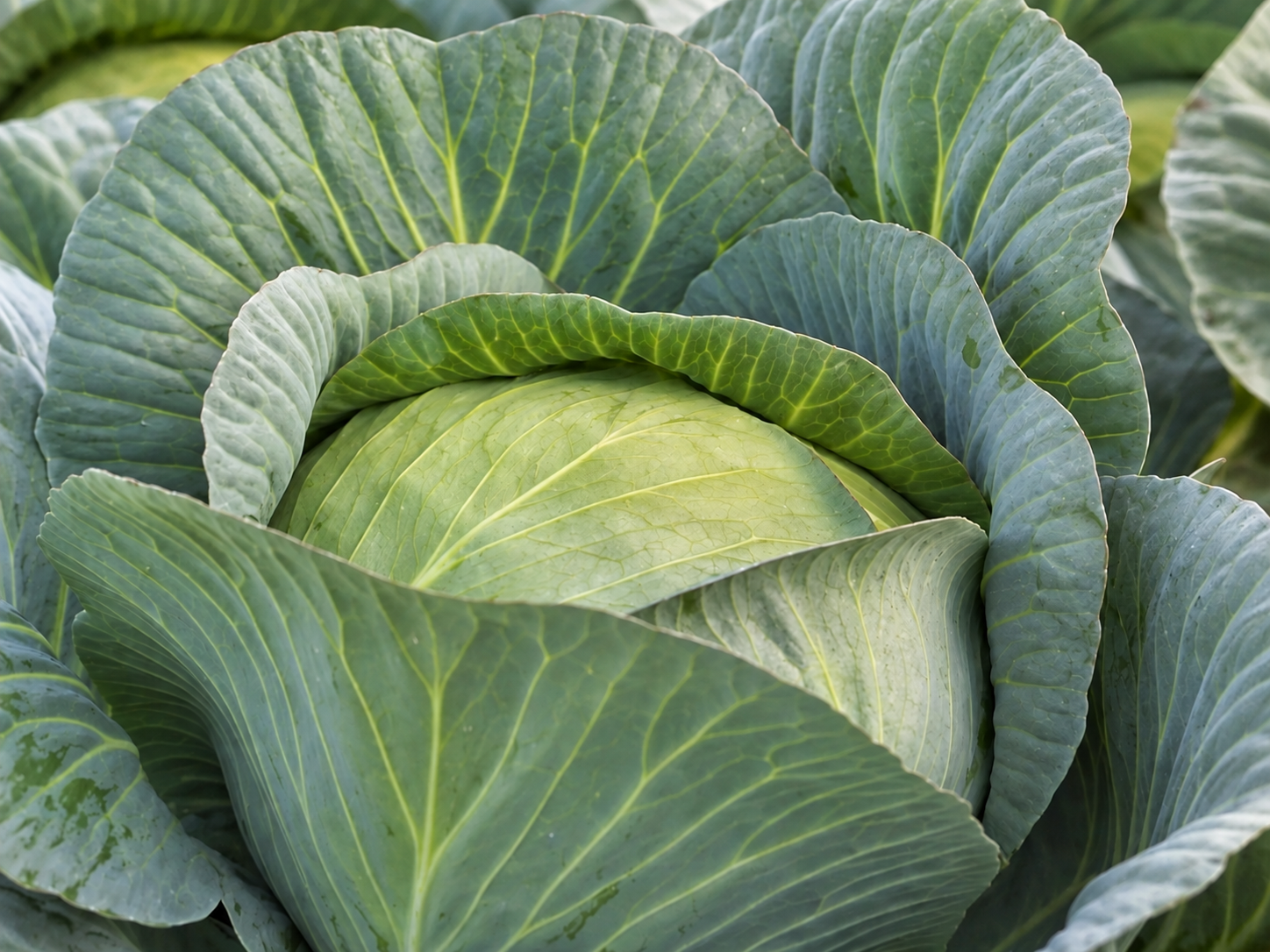Капуста Дербент F1
