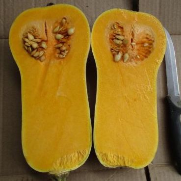 Тыква Сибель F1 фото 2