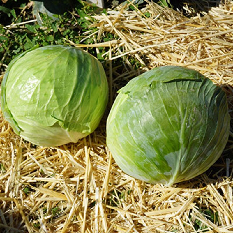 Капуста белокочанная Монро F1 фото