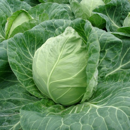 Капуста белокочанная Райма F1  фото