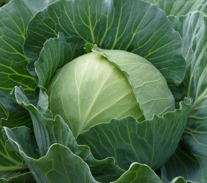 Капуста белокочанная Катарина F1 фото