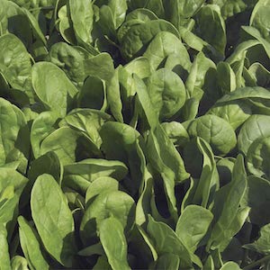 Семена шпината Пума фото 2