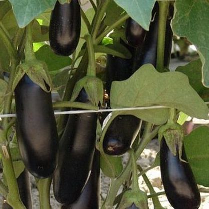 Семена баклажанов Дестан F1 фото 2