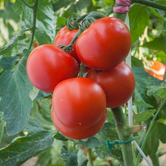 Семена томатов Полфаст F1 фото 2