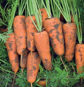 Морковь Каскад F1  фото 2