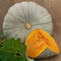 Тыква Сампсон F1 фото 2