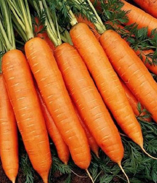 Морковь Базель F1 фото 2