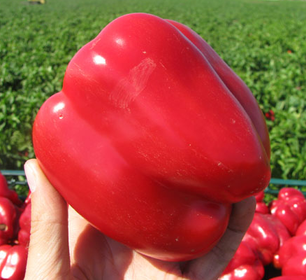 Перец Геркулес F1 фото 2
