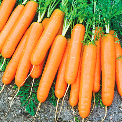 Морковь Джерада F1 фото 2