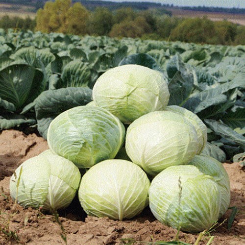 Капуста белокочанная Ларсия F1 фото