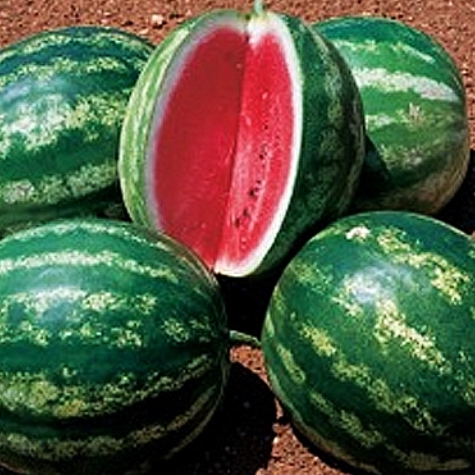 Семена арбуза Стетсон F1 фото 2