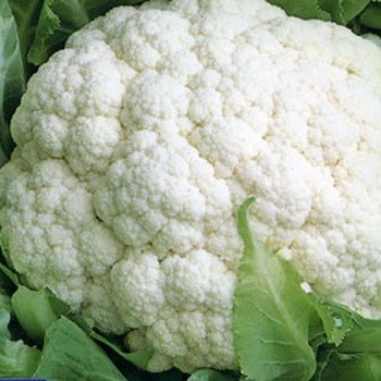 Капуста цветная Гудман фото 2