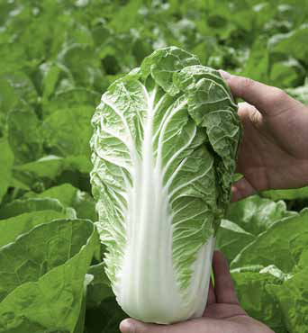 Капуста пекинская Маноко F1 фото 2