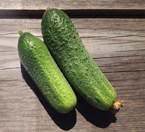 Огурец Рэппер F1 фото 2