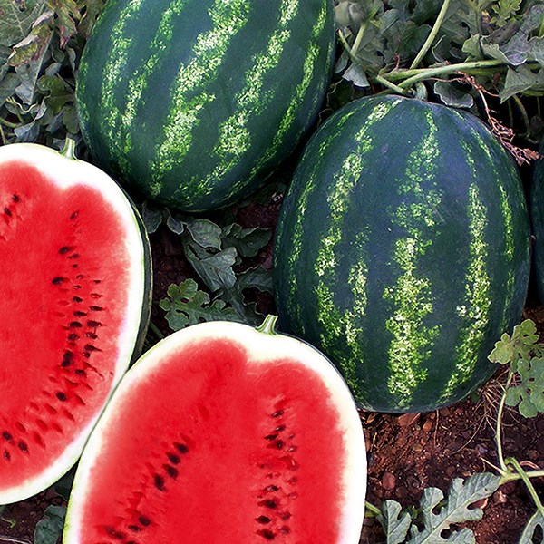 Семена арбуза Мисон F1 фото 2