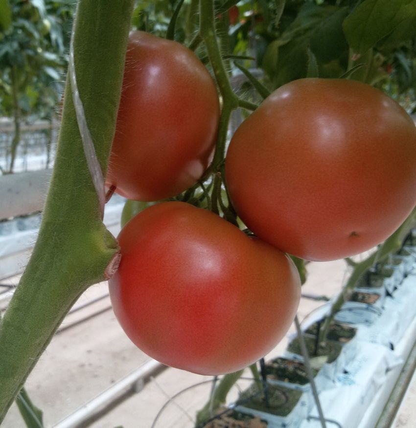 Семена томатов SV 3725 F1 фото 2